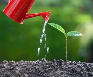 Growing a Small Business